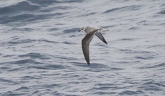 Pterodroma cookii