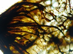 Cribraria macrocarpa