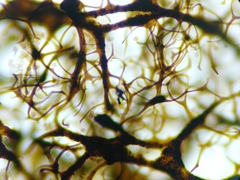 Cribraria macrocarpa