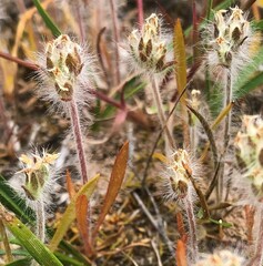Plantago bellardii