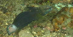 Amblygobius phalaena