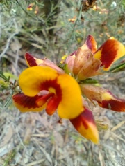 Dillwynia sericea