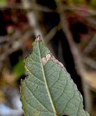 Pterygota