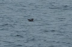 Stercorarius parasiticus