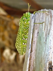 Physemacris variolosa