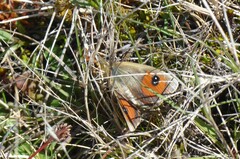 Argyrophenga antipodum