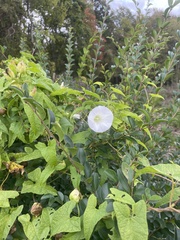 Calystegia silvatica