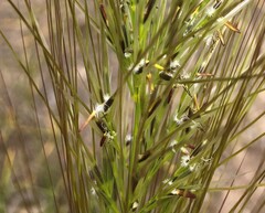 Austrostipa mollis