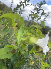 Calystegia silvatica