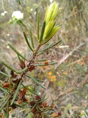 Dillwynia sericea