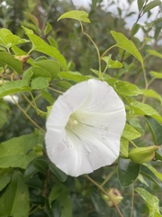Calystegia silvatica