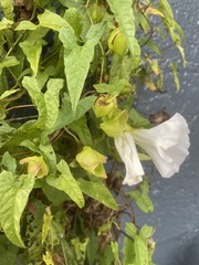 Calystegia silvatica