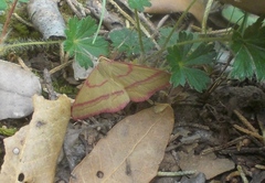 Rhodostrophia calabra