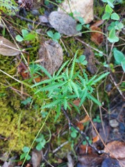 Achillea impatiens