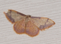 Idaea ostrinaria