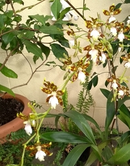 Oncidium maculatum