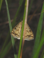 Sitochroa verticalis