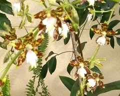Oncidium maculatum