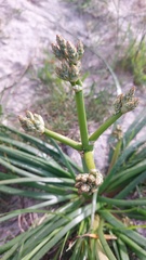 Trachyandra divaricata