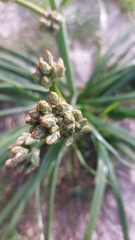 Trachyandra divaricata