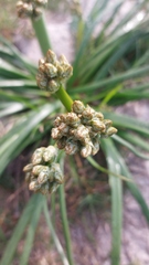 Trachyandra divaricata