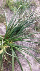 Trachyandra divaricata