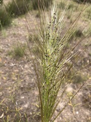 Austrostipa mollis