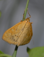 Sitochroa verticalis