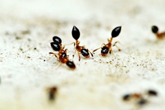 Monomorium floricola