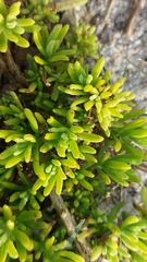 Tetragonia fruticosa