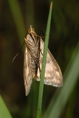 Sitochroa verticalis