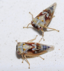 Tremulicerus fulgidus