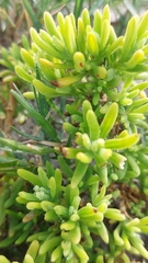 Tetragonia fruticosa