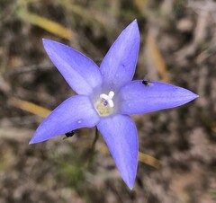 Wahlenbergia luteola