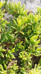 Tetragonia fruticosa