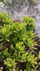 Tetragonia fruticosa