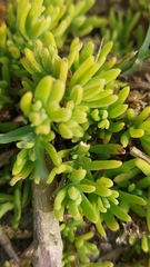 Tetragonia fruticosa