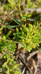 Tetragonia fruticosa