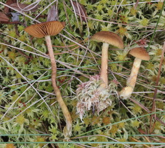 Cortinarius tubarius