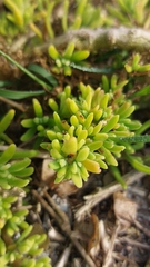 Tetragonia fruticosa