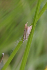 Chrysoteuchia culmella