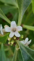 Myoporum