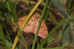 Rhodostrophia calabra