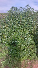 Myoporum