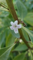 Myoporum