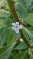 Myoporum