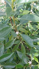 Myoporum