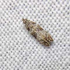 Hypatima baliodes