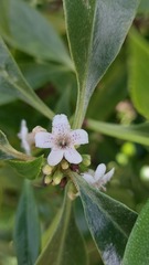 Myoporum