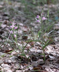 Cephalanthera rubra